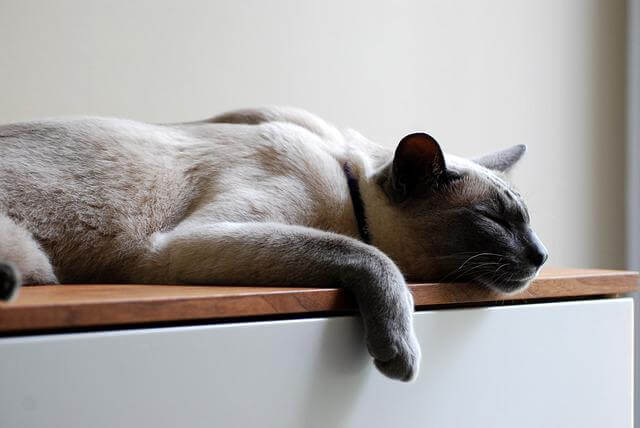 cat sleeping on cupboard