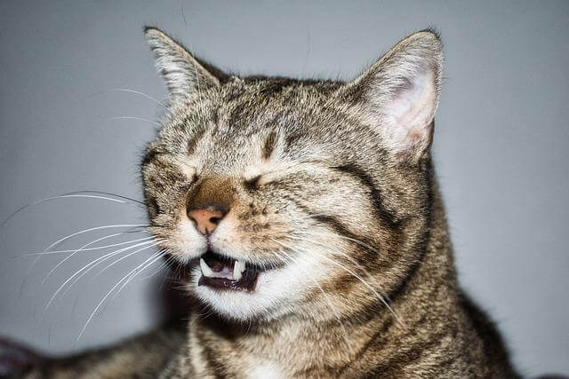 cat sneeze