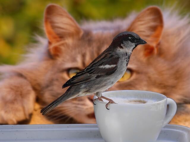 cat stalking a bird