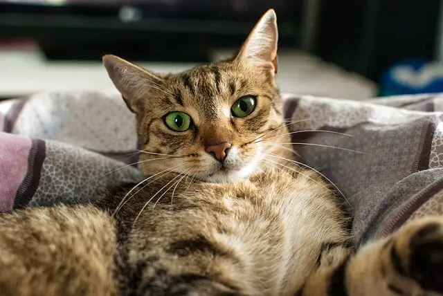 cat surprised