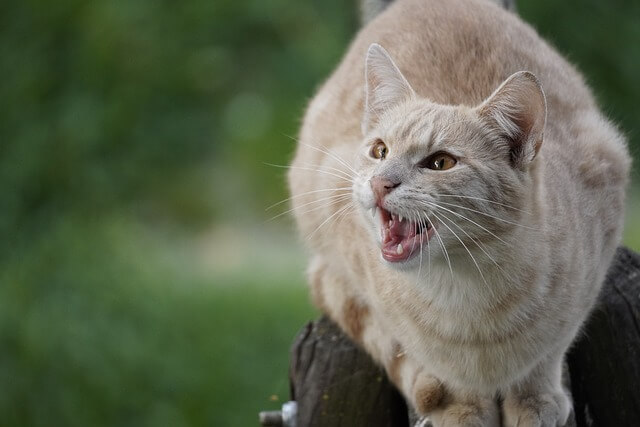 cat teeth 