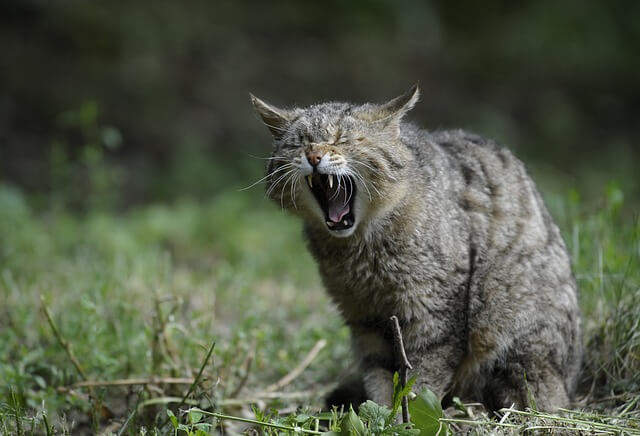 cat teeth