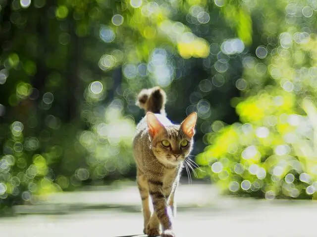 cat walking