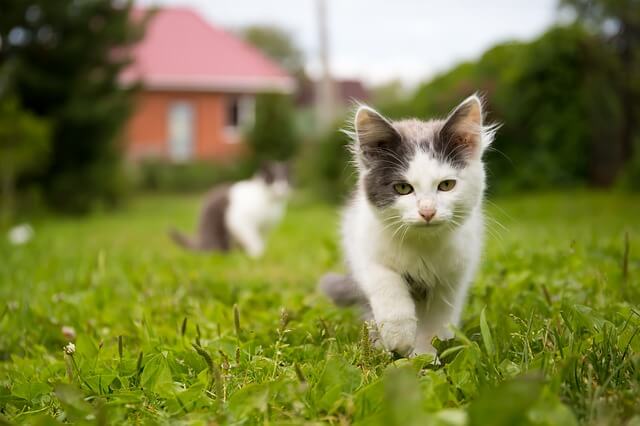 cat walking outside