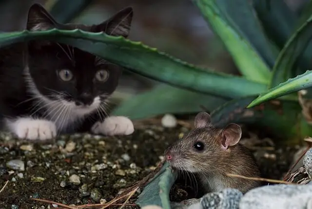 cat watching a mouse