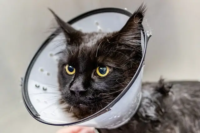 cat with a cone of shame
