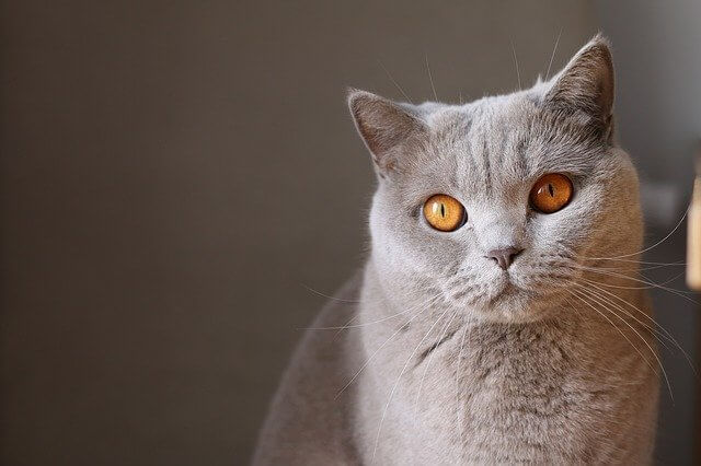 cat with amber eyes