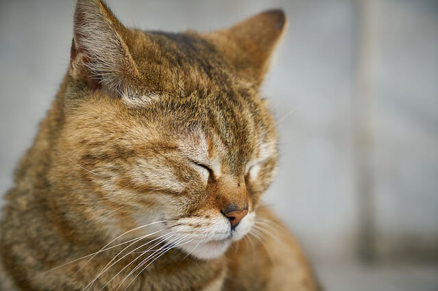 cat with closed eyes