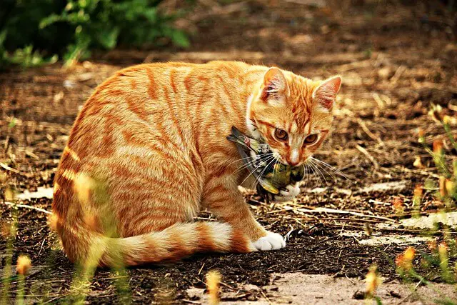 cat with dead animal