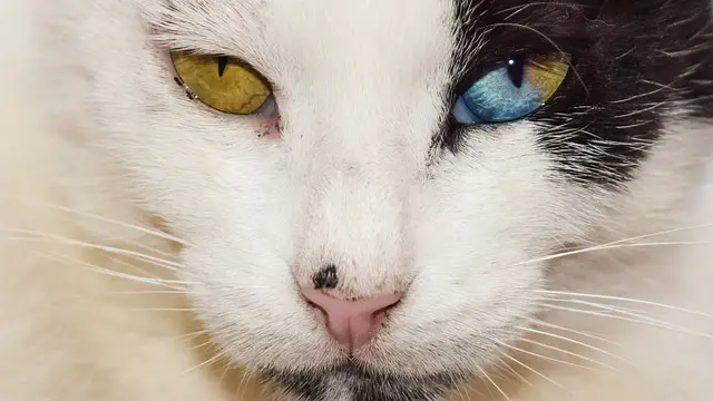 cat with different eyes