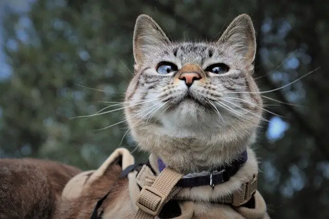 cat with harness