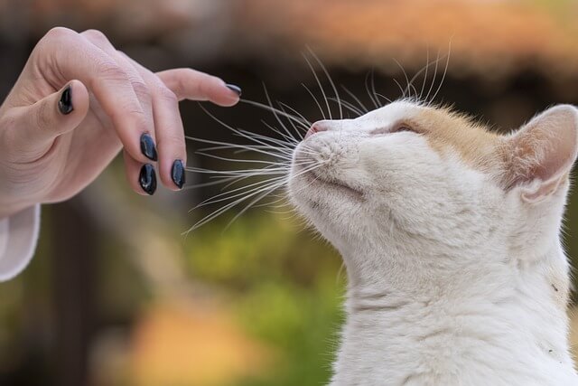 cat with human hand