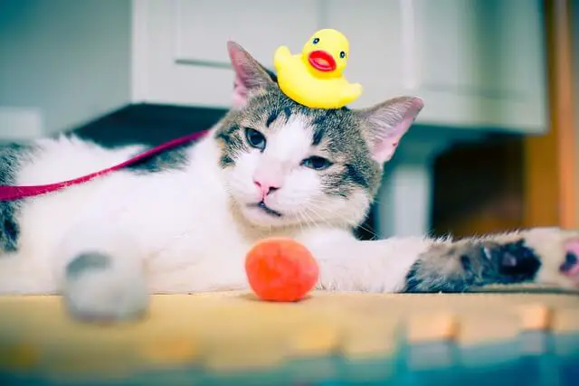 cat with rubber ducky