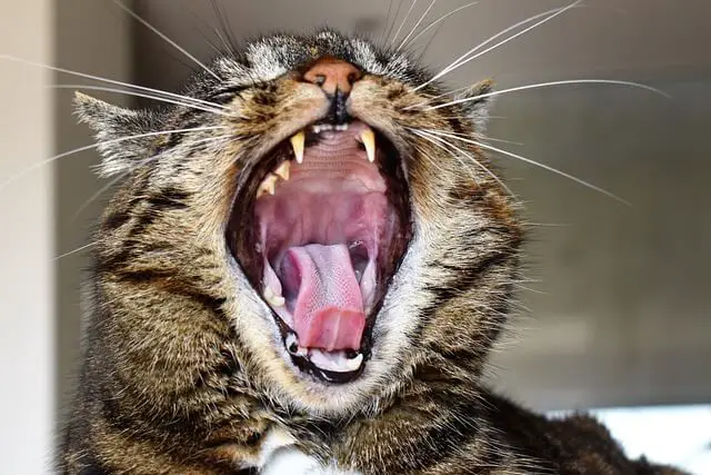 cat yawn