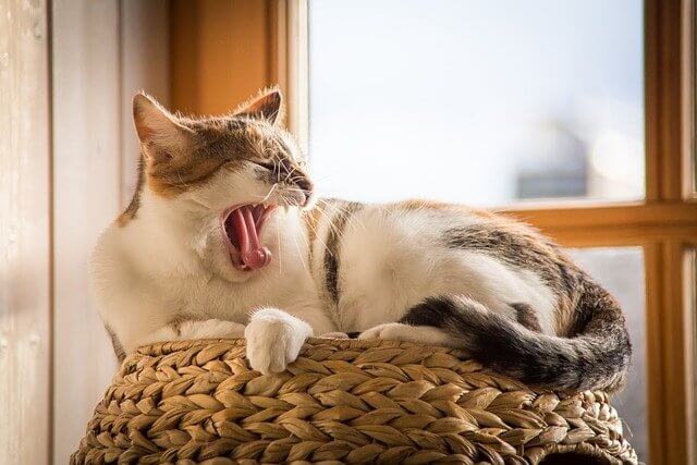 cat yawning