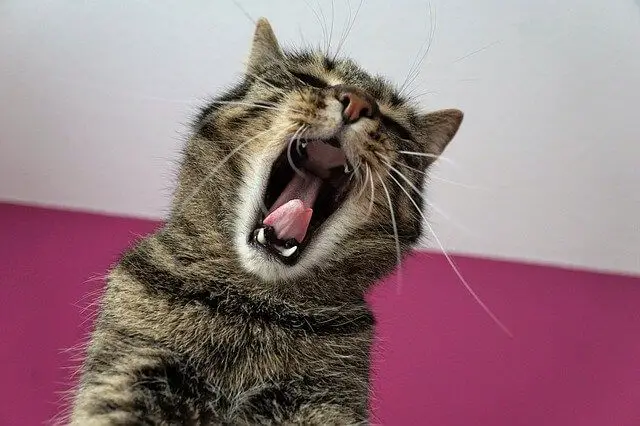 cat yawning