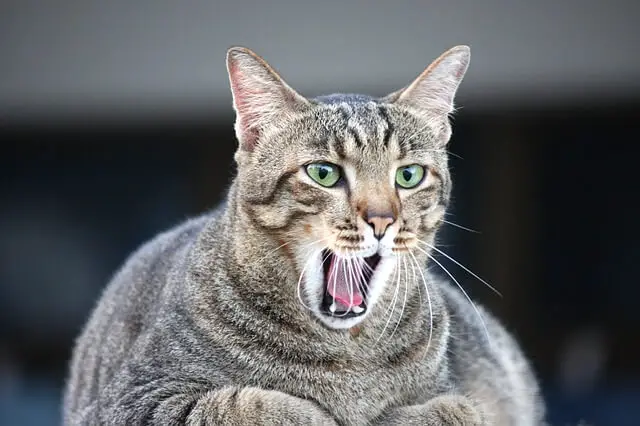cat yawning funny
