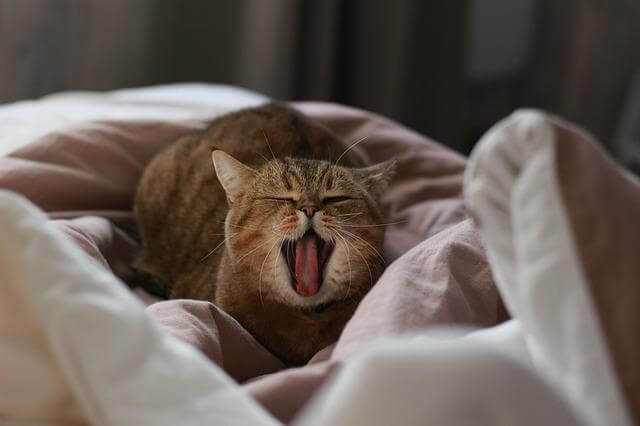 cat yawning in bed