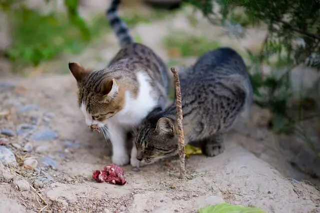 cats and beef