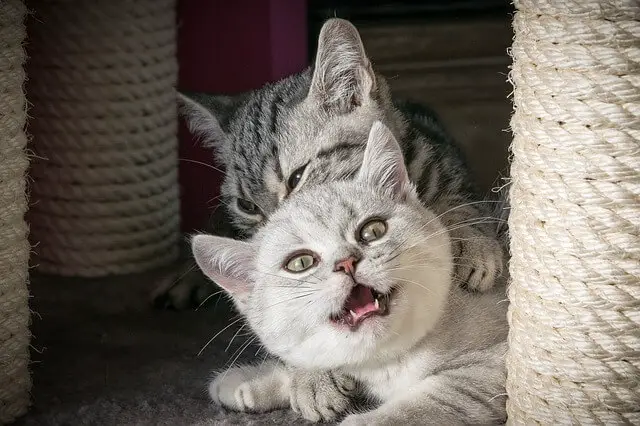 cats behind a scratch post