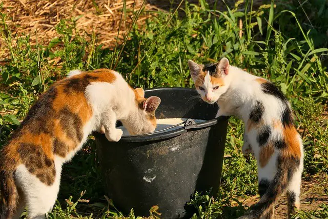 cats drinking milk from a bucket