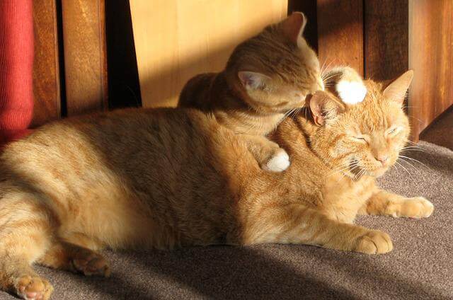 cats grooming themselves