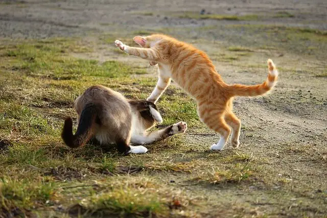 cats playing outside