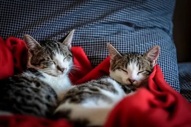 cats resting
