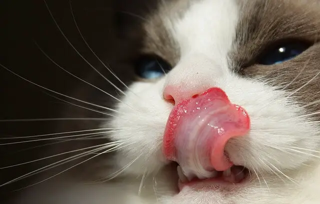 cats tongue