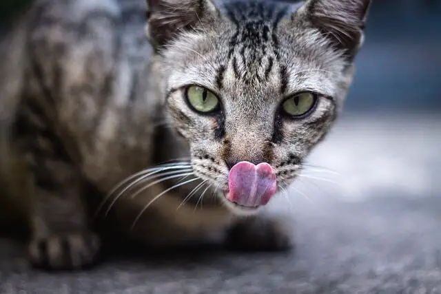 cats tongue