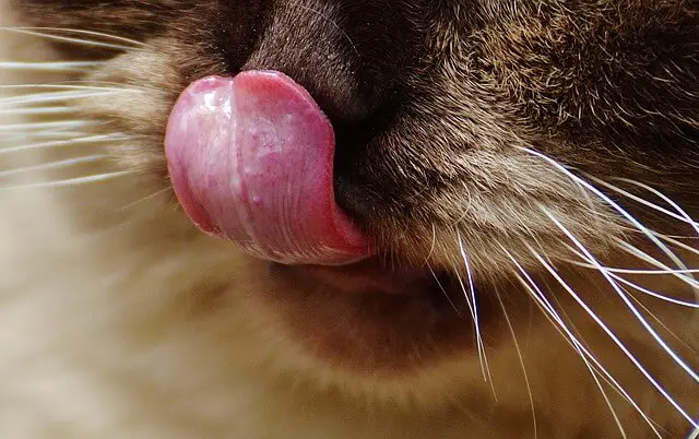 cats tongue