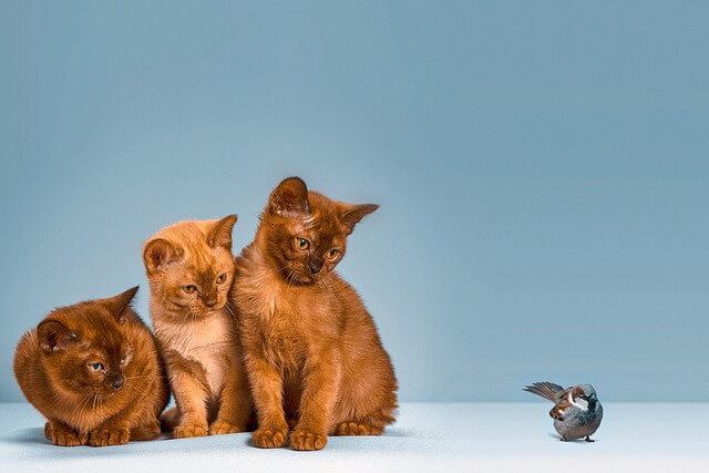 cats watching a bird