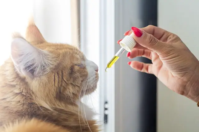 CBD for cats 