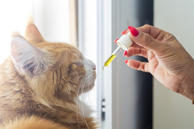 CBD for cats 