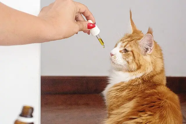 CBD for cats 