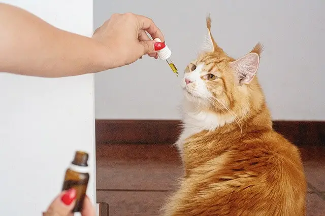 CBD for cats 