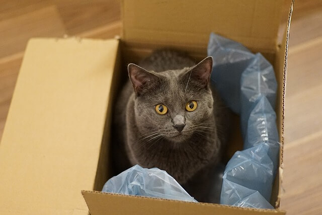 mačka u kutiji