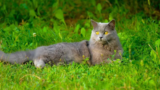 Chartreux cat outside