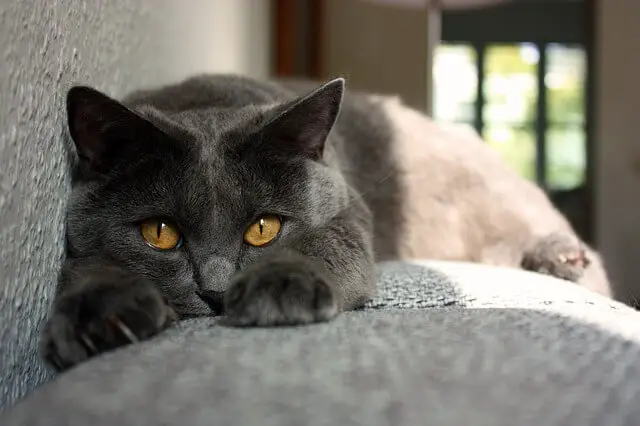 chartreux on couch