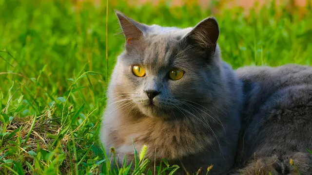 chartreux on grass