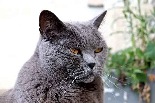 chartreux side