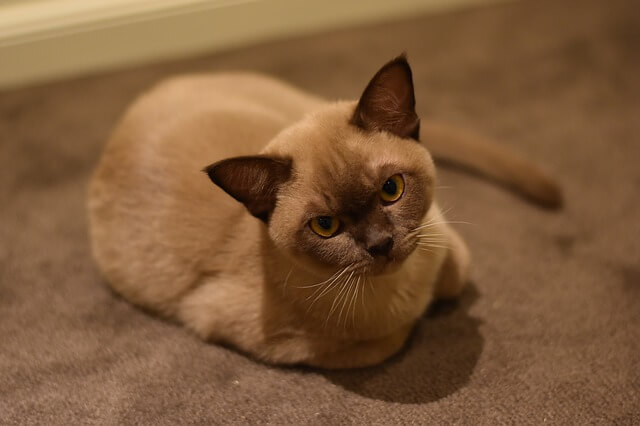 chocolate burmese