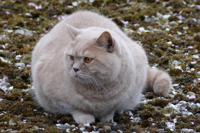 chonky cat 