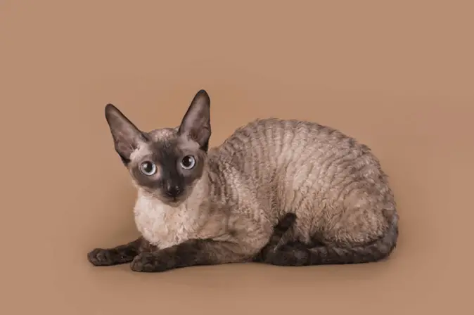 Cornish Rex