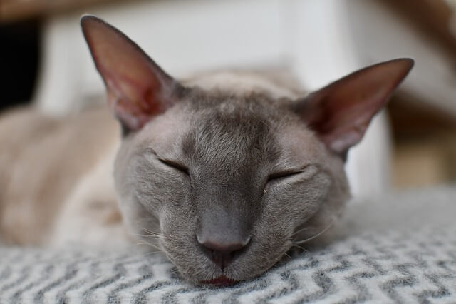 Cornish Rex