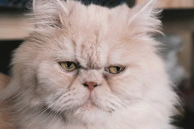 cream persian