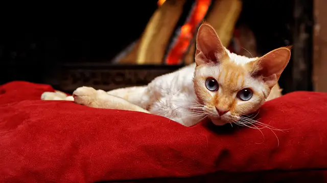 devon-rex looking at camera