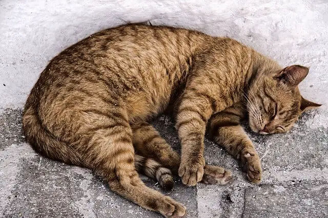 domestic sleeping on stone