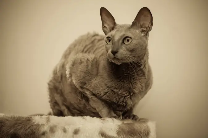 Egyptian Mau