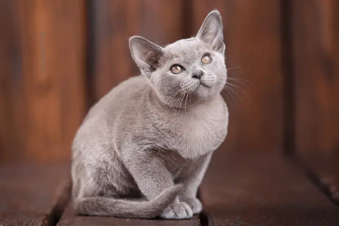 European Burmese Cat